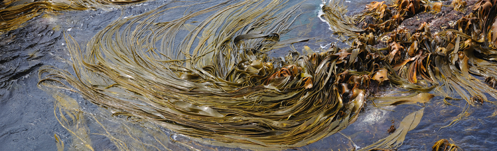 MARINE ALGAE Tree kelp  image